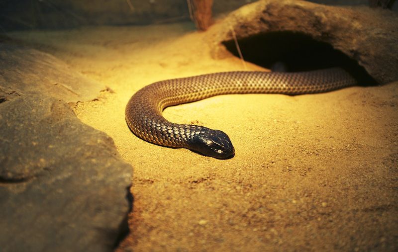 A photo of a mulga snake