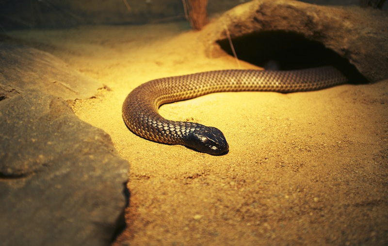 Your Next Nightmare: Venomous Snake Bites People in Their Sleep | Live ...