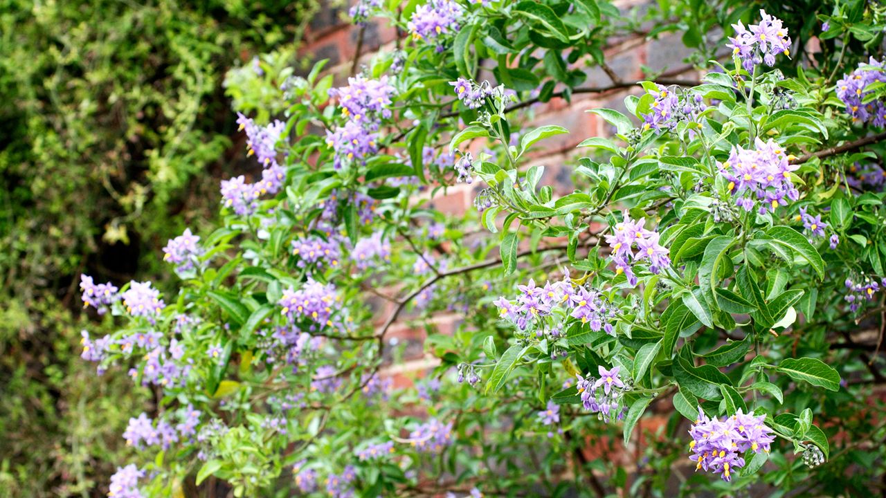 Chilean potato vine (Solanum crispum) growing up garden wall