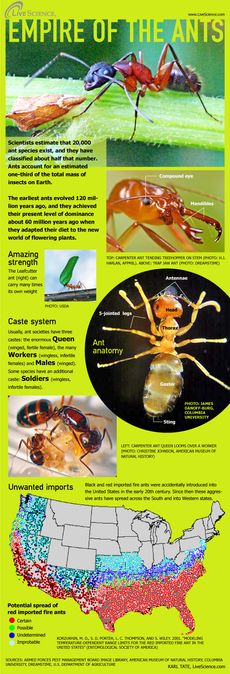With thousands of species of ants crawling beneath your feet every day, in cities and rural areas, you'd think we'd know our six-legged pals. But of course they're tiny and many don't make a peep. So here's a close-up glance at the lives of ants, some ben