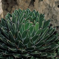 Agave victoriae-reginae