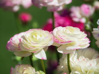 white and pink ranunculus flowers