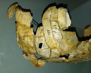 The fragmented, 8,000-year-old skull from Poland.
