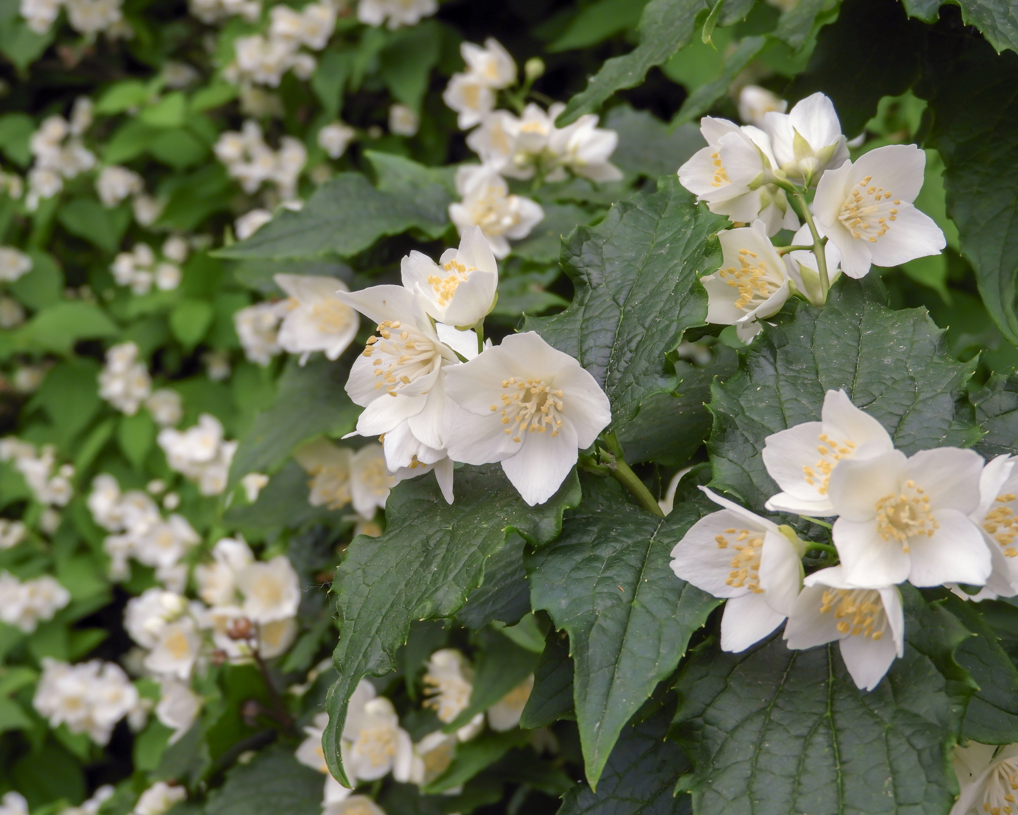 white flowers of Philadelphus mock orange