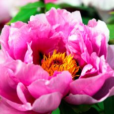 pink peony bloom, one of the best flowers to plant in fall