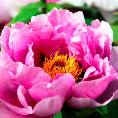 pink peony bloom, one of the best flowers to plant in fall