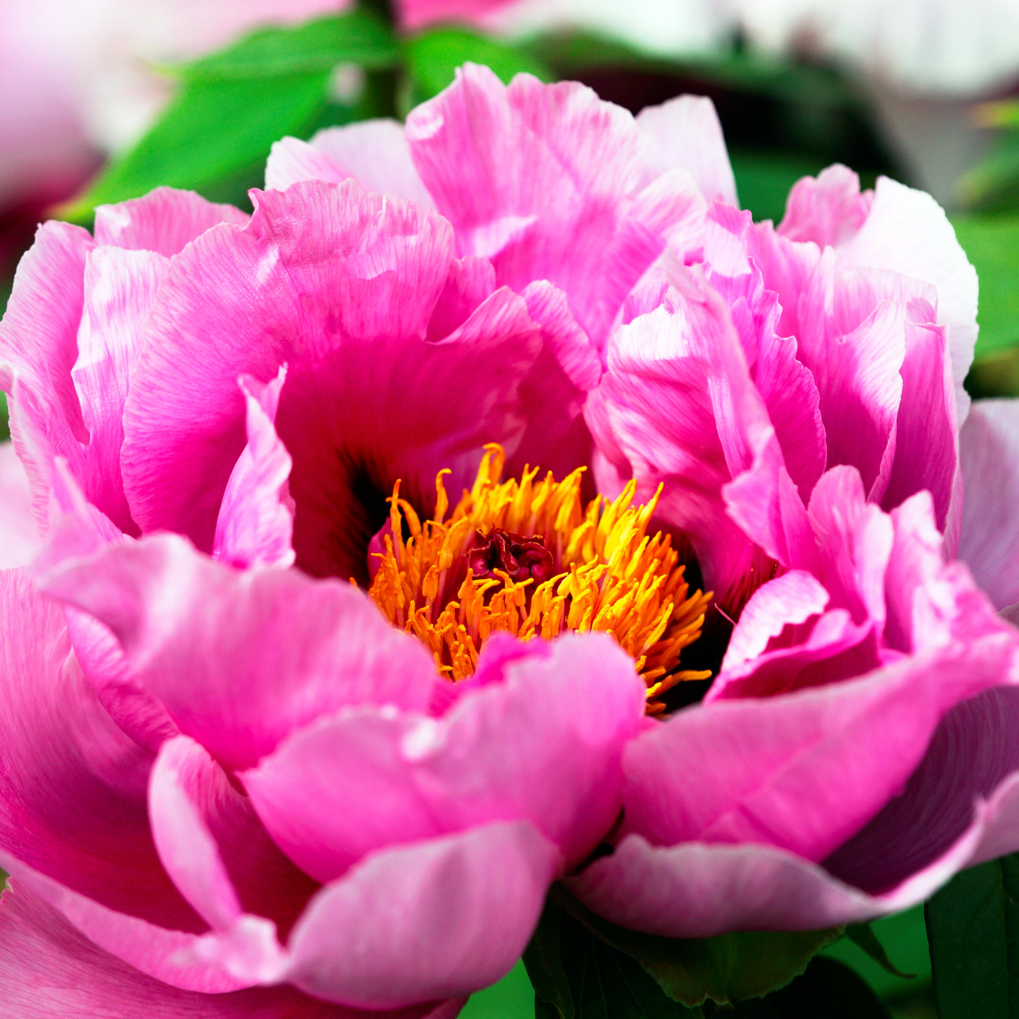 pink peony bloom, one of the best flowers to plant in fall