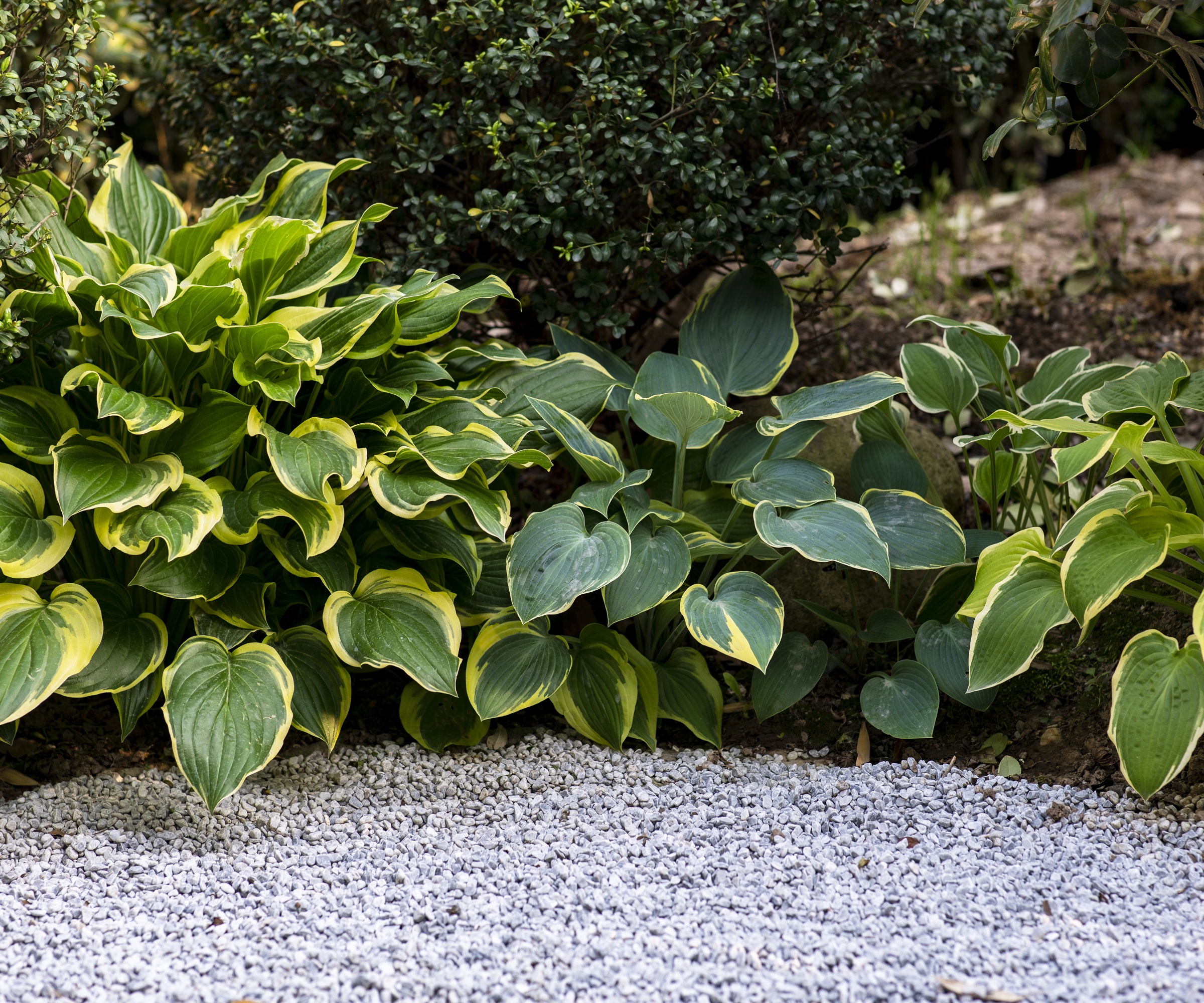 hosta