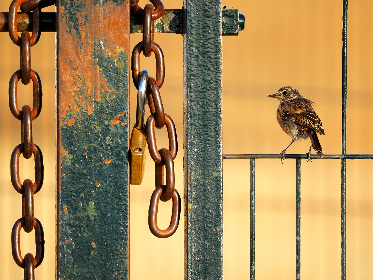 Entrant to the GDT European Wildlife Photographer of the Year 2024 competition