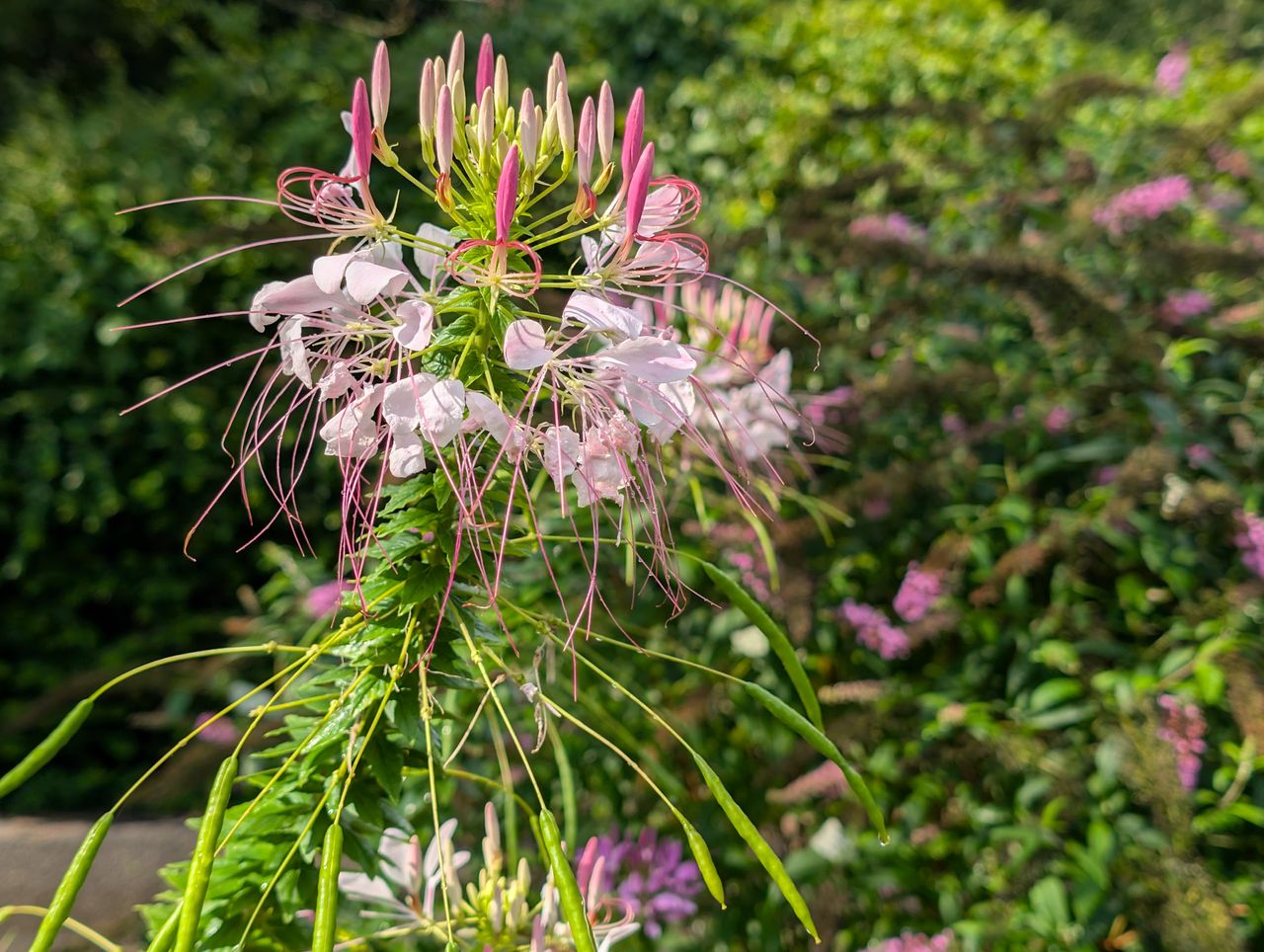 Google Pixel 9 Pro camera samples for review