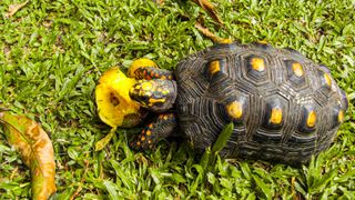 Tortoise eating mango