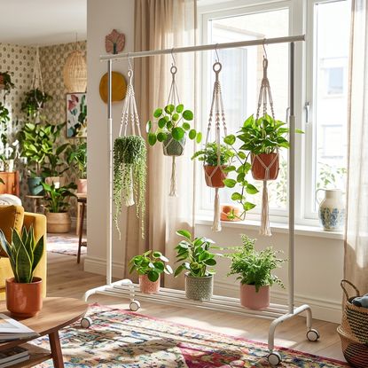 Clothing rack plant stand in living room