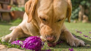 Golden puppy eating purple cabbage