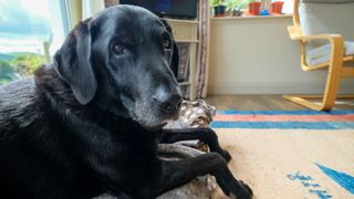 Senior dog lying on dog bed in living room