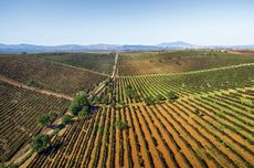 Italy co-ops, Cantina di Venosa