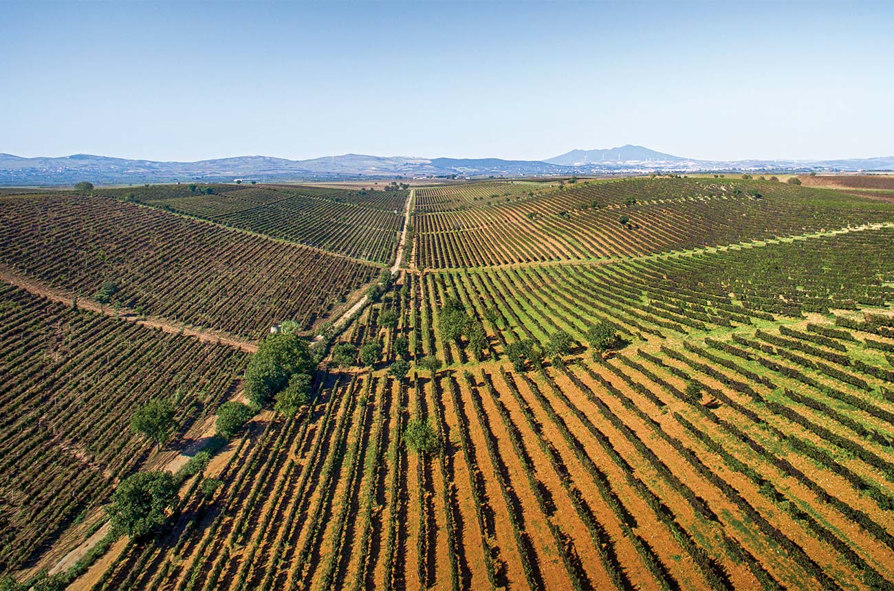 Italy co-ops, Cantina di Venosa
