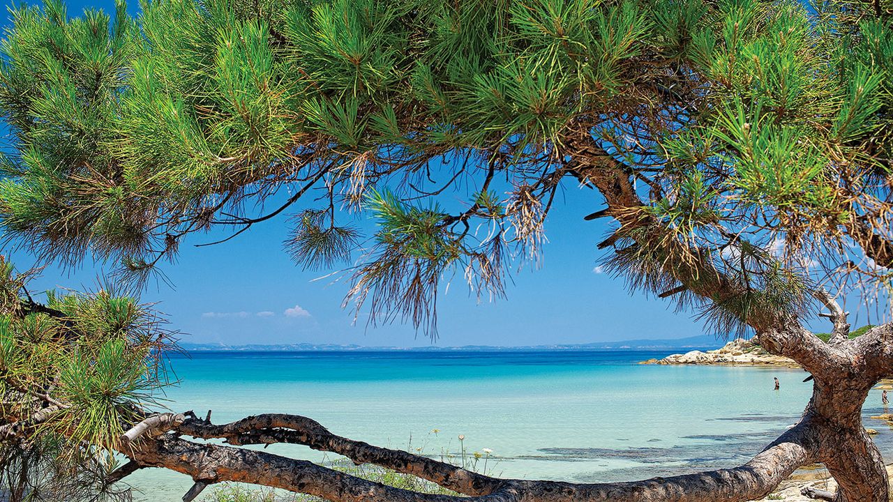 Beach with pine trees