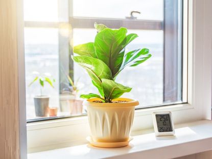 A potted ficus in a sunny window next to a digital thermometer
