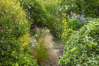 cottage garden flowers and shrubs
