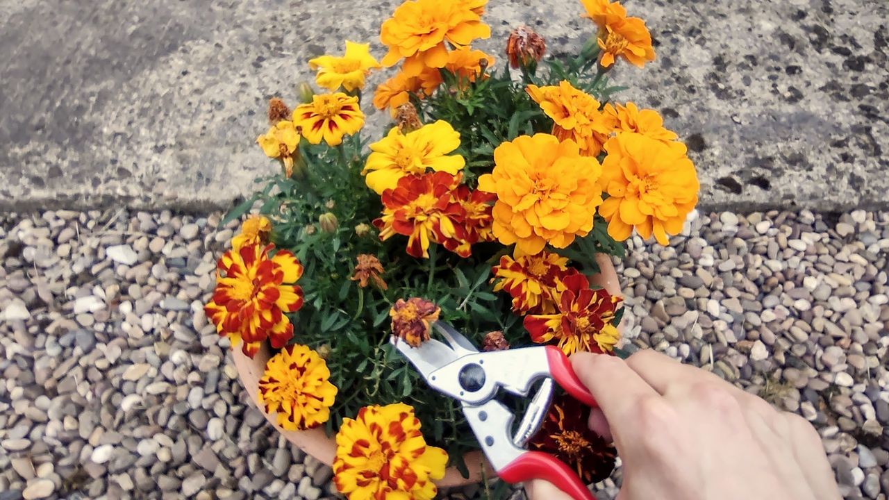 Felco 6 Bypass Pruner trimming orange flowers in pot