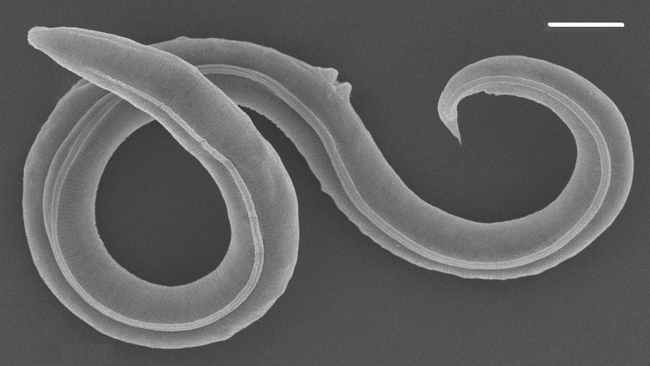 Nematode resurrected from Siberian permafrost lay dormant for 46,000 ...