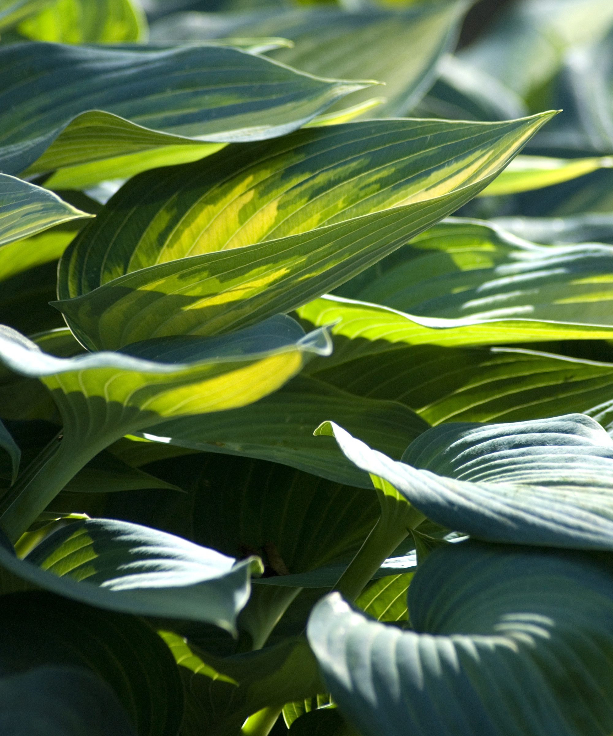 A close up on the dark green leaves of a hosta plant in the sunshine