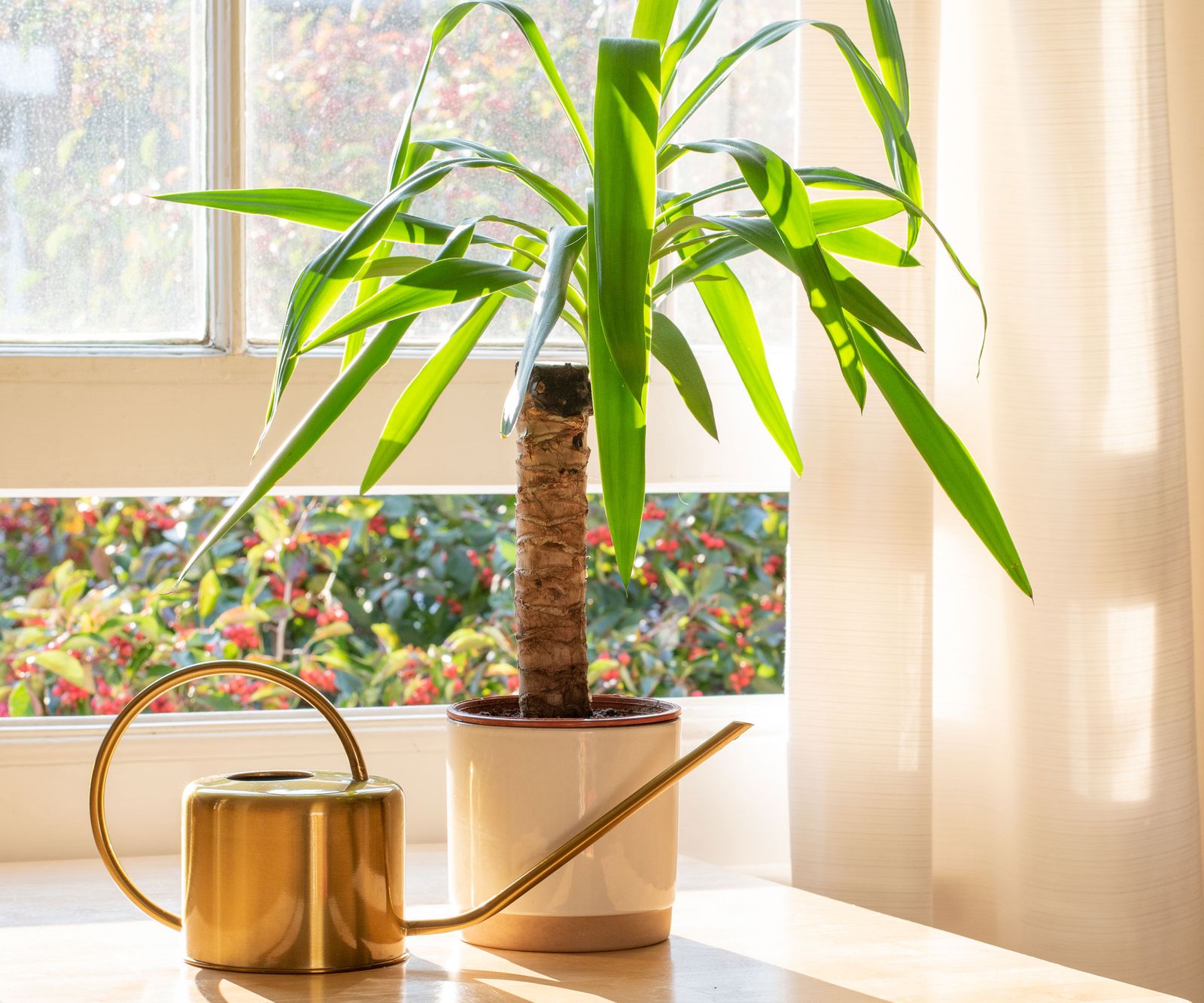 Best Indoor Plants For Direct Sunlight: 7 Top Choices | Homes & Gardens