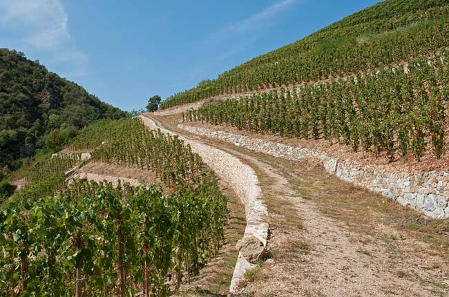 Jean-Louis Chave St-Joseph Syrah vineyards