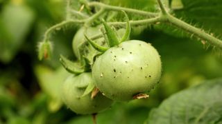 A tomato plant with aphids