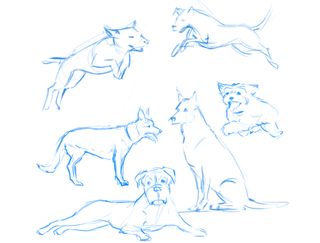 How to draw a dog: sketches