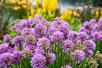 All the Buzz Allium