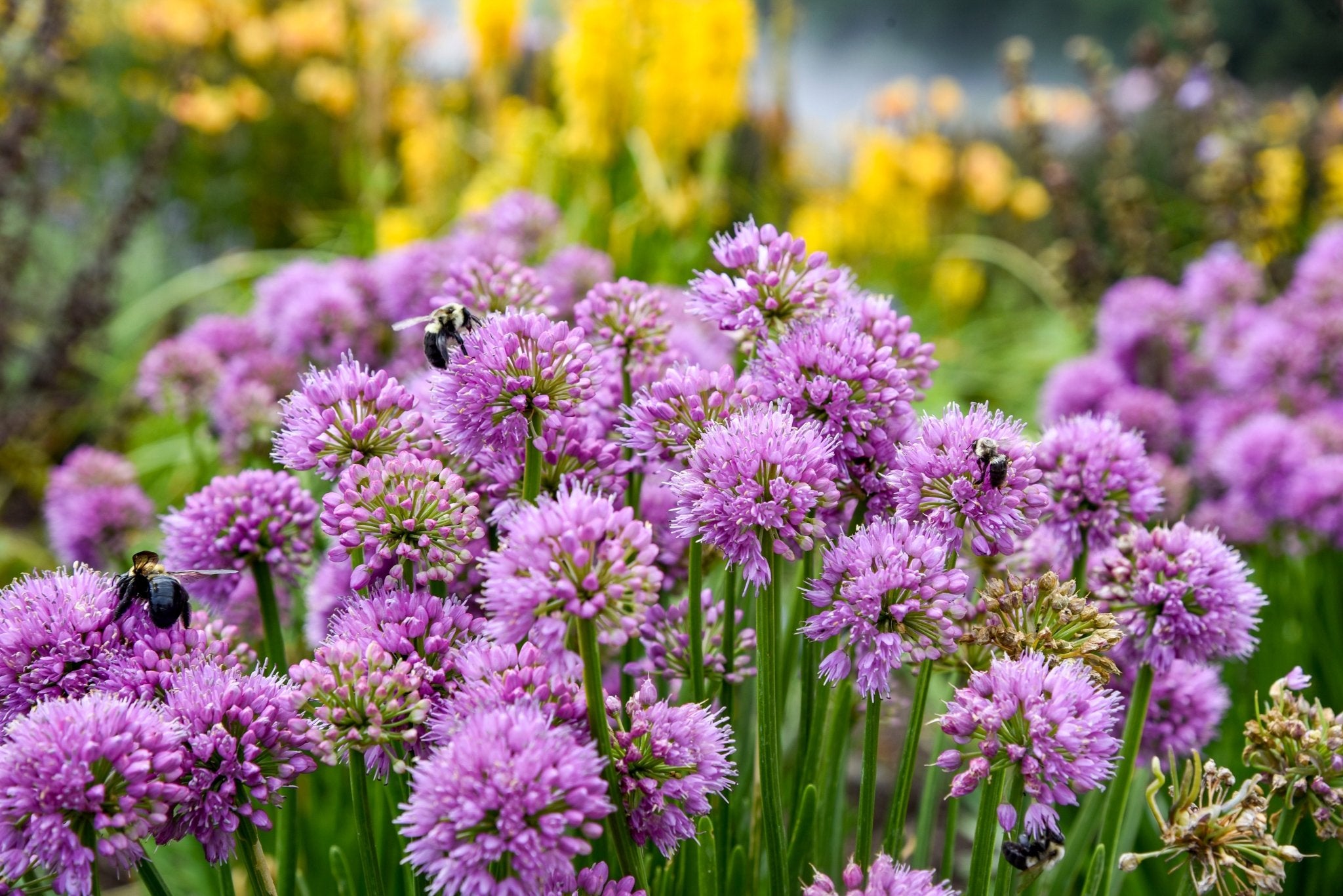 All the Buzz Allium