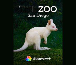 The Zoo: San Diego season two on Discovery Plus