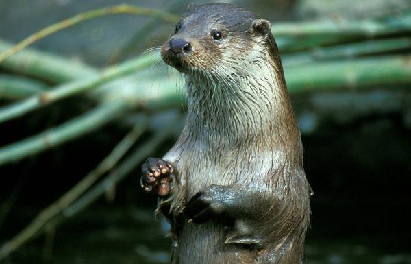 Facts About Otters | Live Science