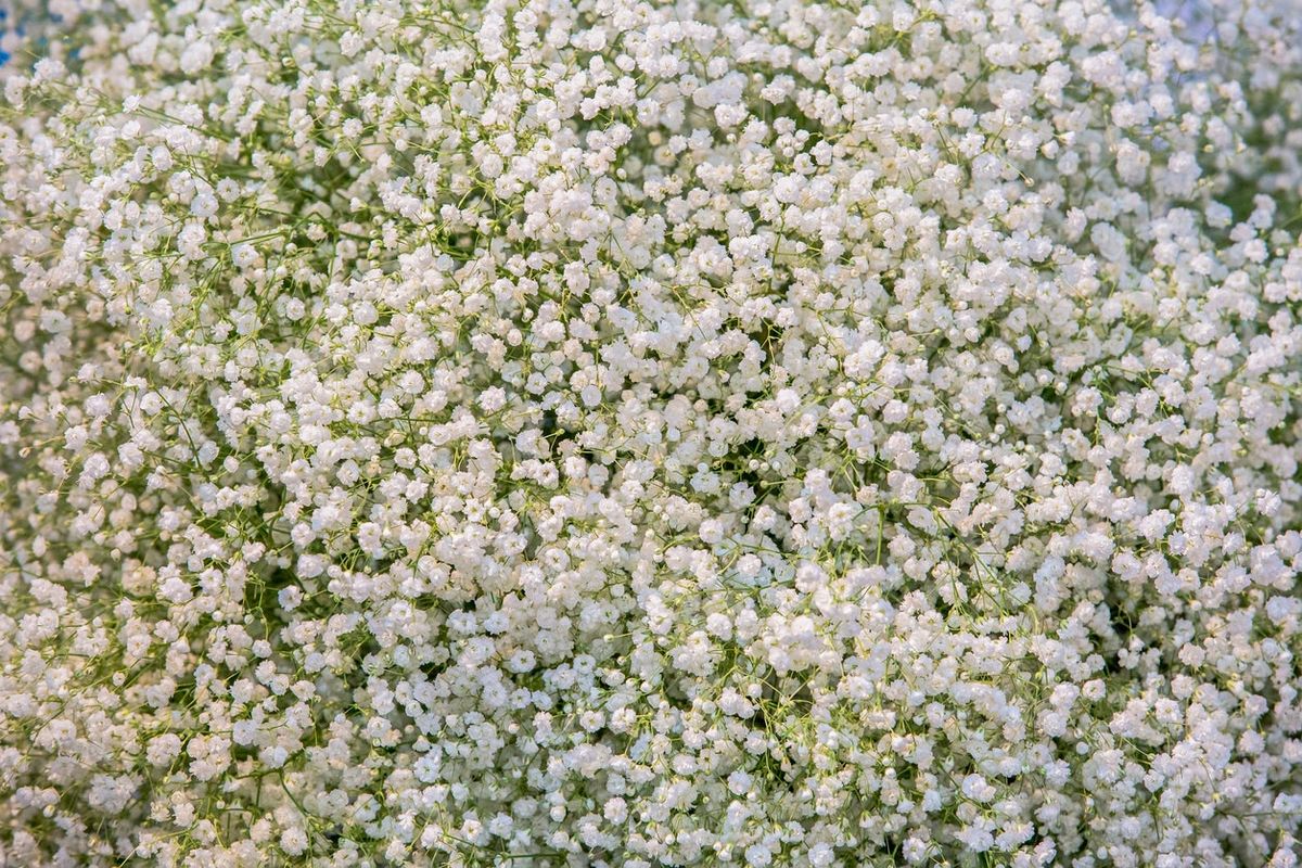 Baby's Breath Seed Propagation – Tips For Growing Baby's Breath From Seed