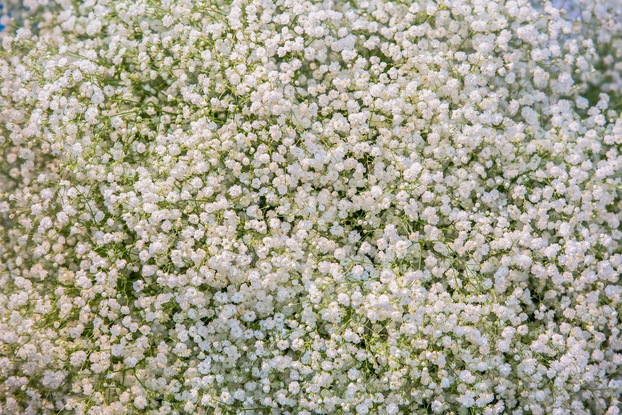 babays breath