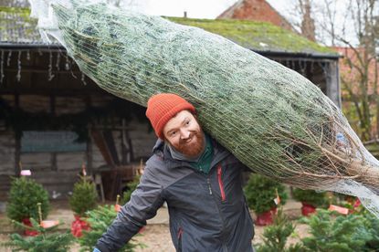 A Christmas tree salesman carrying a netted Christmas tree