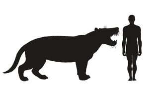To get an idea of the size of Simbakubwa kutokaafrika, here is the beast next to an adult human.