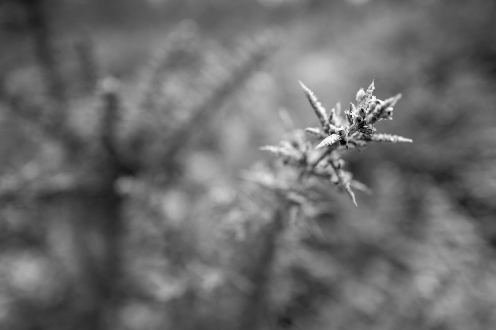 Leica Q3 Monochrom sample gallery: gauze closeup