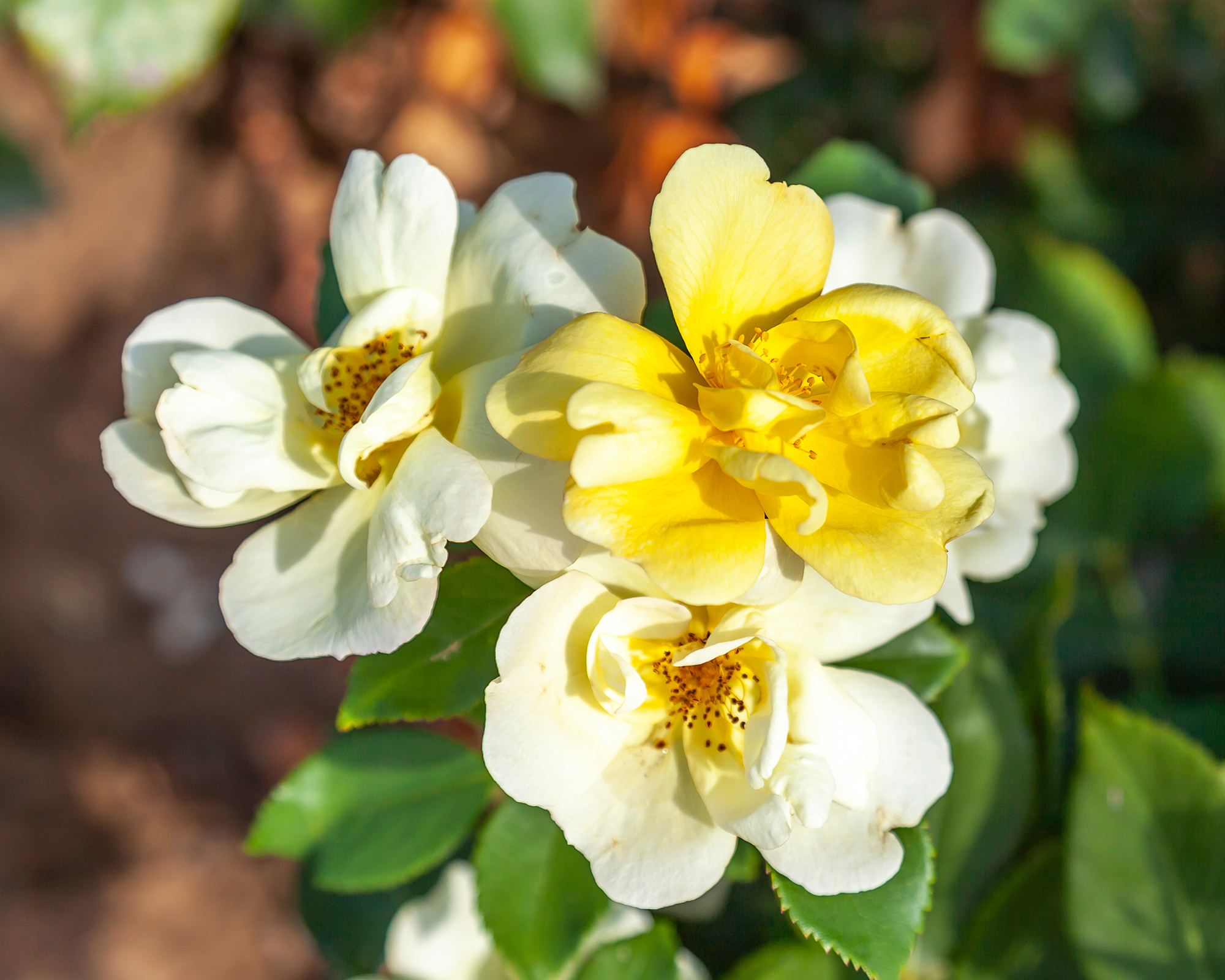 Sunny Knock Out roses