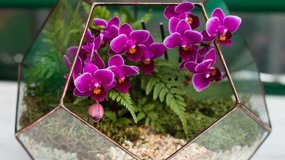 terrarium with pink orchid