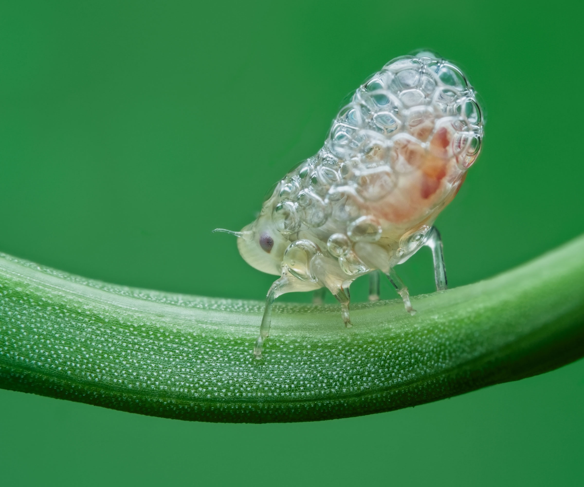 lawn spittlebug coated in foam and perched on blade of grass