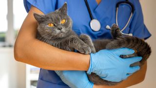 Cat at vet