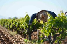 Southern Rh&ocirc;ne white wines