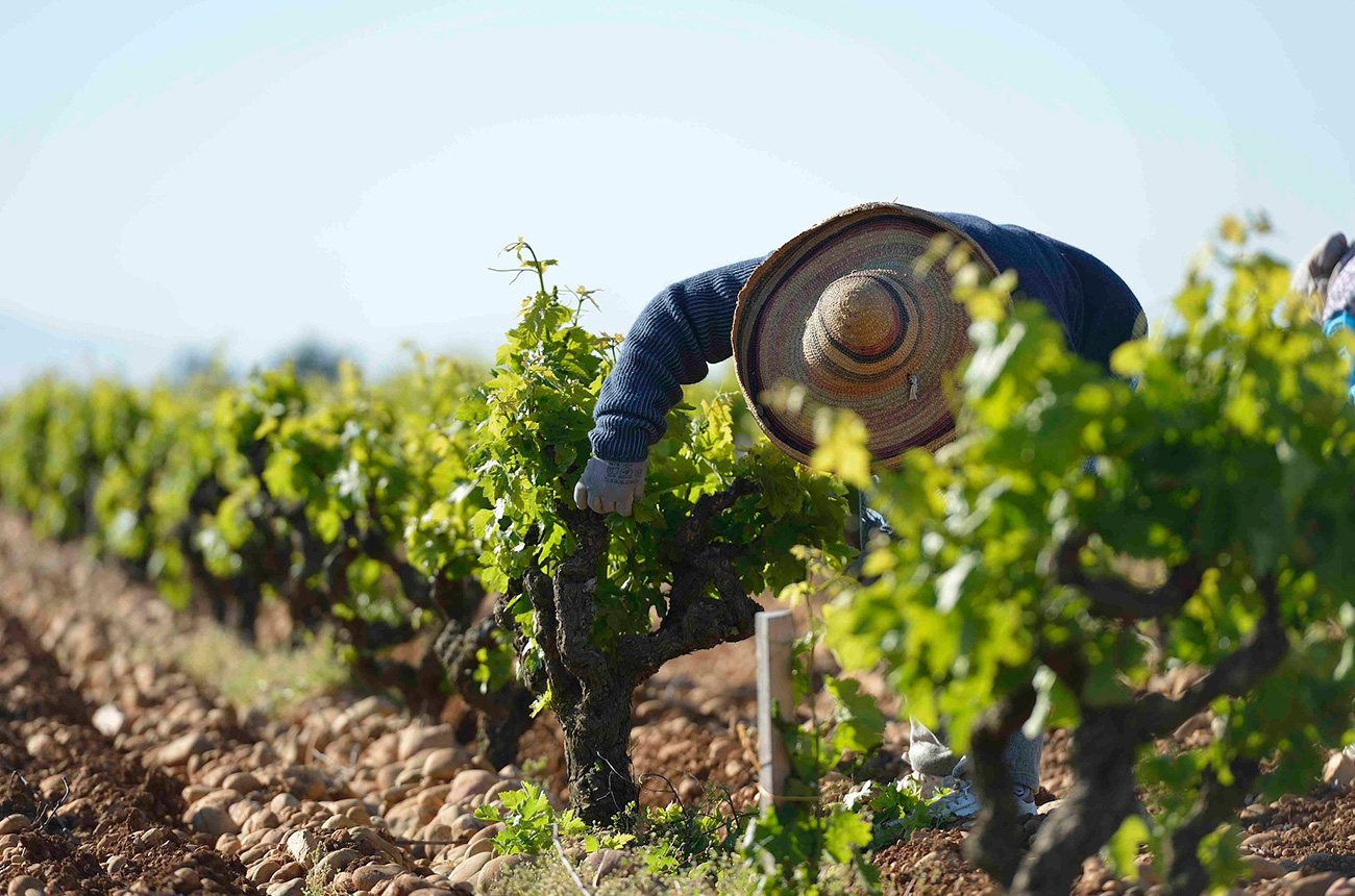 Southern Rh&ocirc;ne white wines