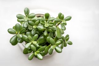 An overhead image of a jade plant