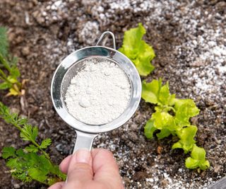 Diatomaceous earth is used as a pest control agent around lettuce