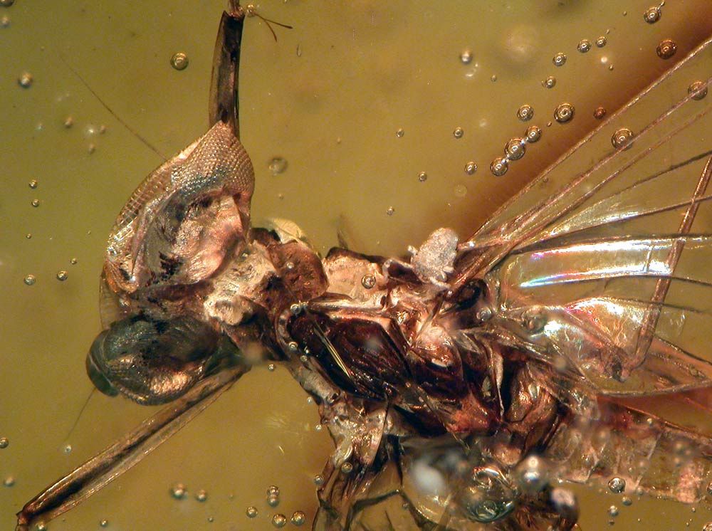 close-up of a springtail on the wing of a mayfly in amber.