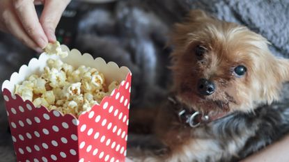 Dog with popcorn