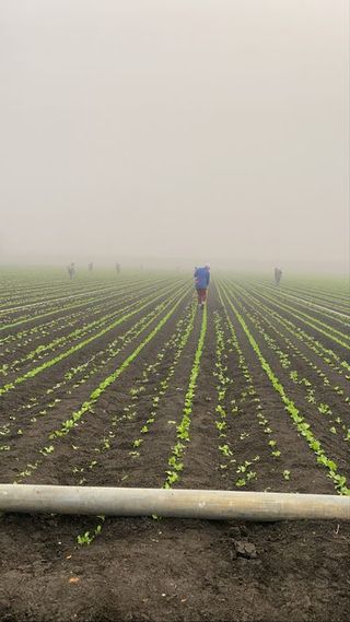 worker in a farm field